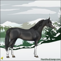Horse Color:Black 