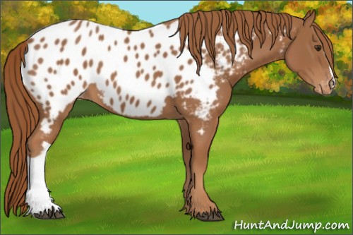 Horse Color:Chestnut Appaloosa 