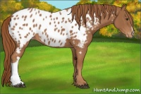 Horse Color:Chestnut Appaloosa 