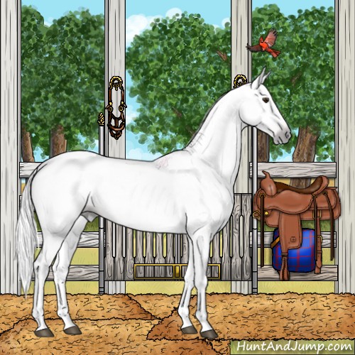 Horse Color:Gray Chestnut Tobiano Appaloosa 