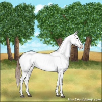 Horse Color:Bay Tobiano Snowcap 