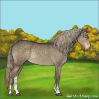 Horse Color:Chocolate Palomino Dun Sabino 