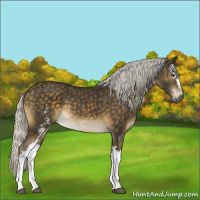 Horse Color:White Spotted Silver Buckskin Sabino Rabicano 