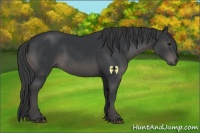 Horse Color:Black 