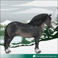 Horse Color:Black 