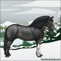 Horse Color:Black 