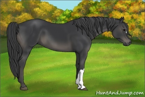Horse Color:Black 