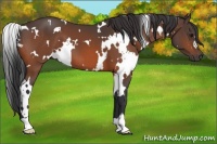 Horse Color:White Spotted Bay 
