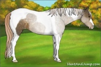 Horse Color:Chocolate Palomino Tobiano Appaloosa