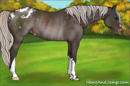 Horse Color:Silver Brown Appaloosa Rabicano 