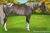 Horse Color:Silver Brown Appaloosa Rabicano