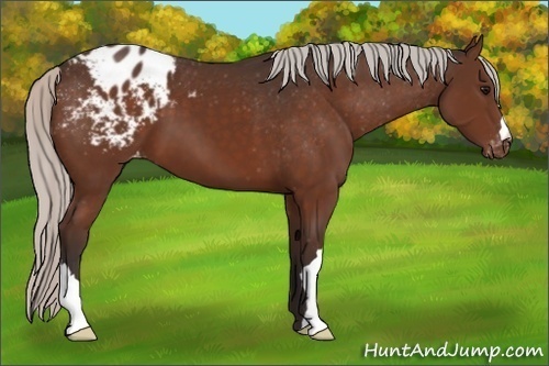 Horse Color:Silver Brown Appaloosa 