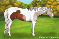 Horse Color:Silver Brown Tobiano Appaloosa
