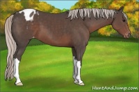 Horse Color:Silver Black Appaloosa 