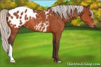 Horse Color:Silver Brown Appaloosa 