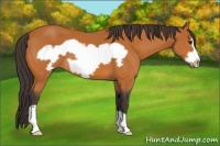 Horse Color:Buckskin Frame 