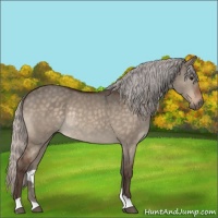 Horse Color:Silver Bay Dun Rabicano 