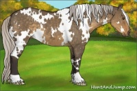Horse Color:White Spotted Silver Smoky Grullo