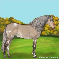 Horse Color:White Spotted Silver Brown Dun 