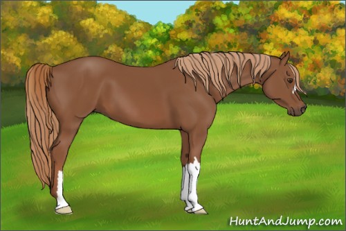 Horse Color:Chestnut 