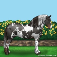 Horse Color:White Spotted Liver Chestnut