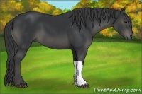 Horse Color:Black 