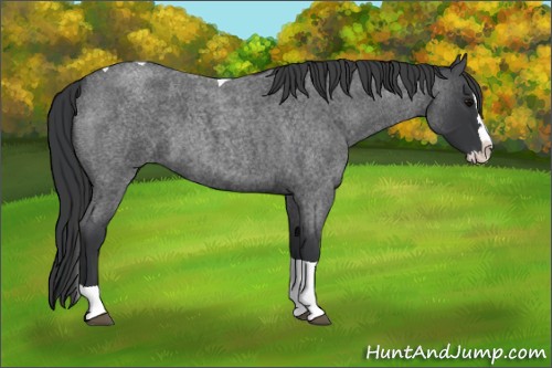 Horse Color:Blue Roan Splash Tobiano 