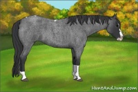 Horse Color:Blue Roan Splash Tobiano 