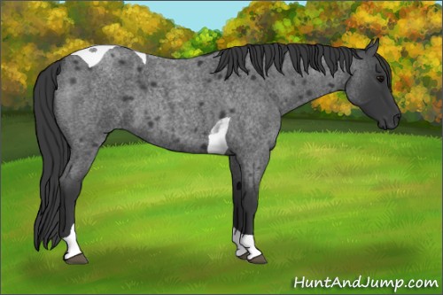 Horse Color:Blue Roan Tobiano 