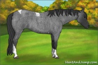 Horse Color:Blue Roan Tobiano 