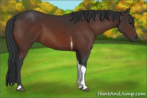 Horse Color:Bay Tobiano 