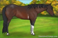 Horse Color:Bay Tobiano 