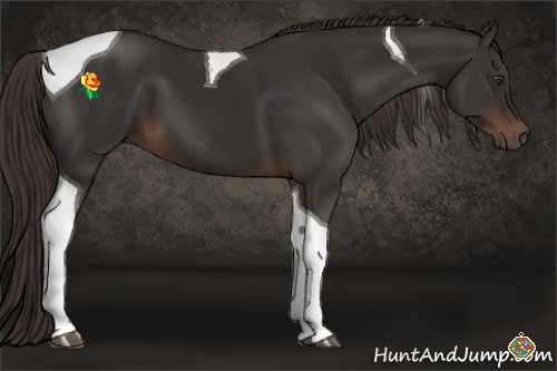 Horse Color:Liver Chestnut Tobiano 