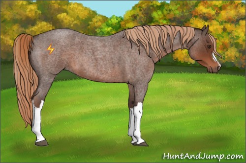Horse Color:Liver Red Roan 