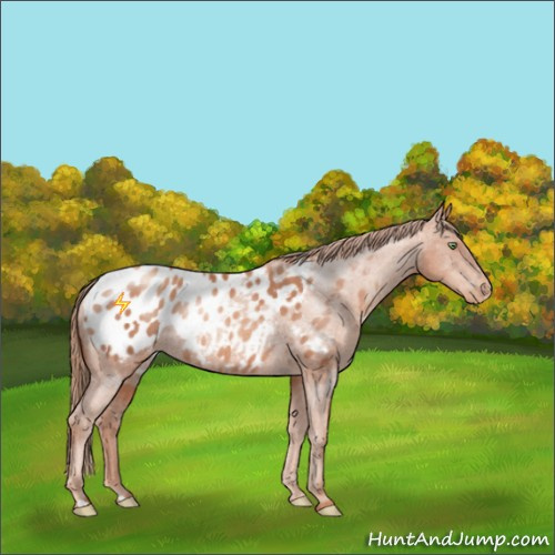 Horse Color:Gold Champagne Appaloosa Rabicano 