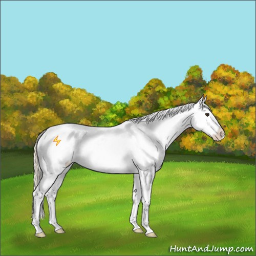 Horse Color:Palomino Sabino Blanket