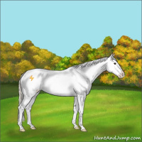 Horse Color:Palomino Sabino Blanket