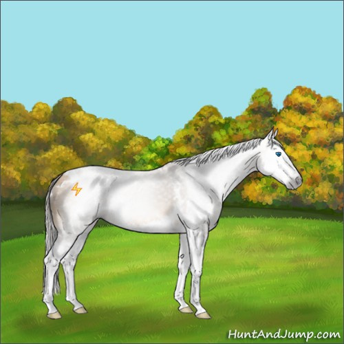 Horse Color:Gray White Spotted Buckskin Mushroom Splash 