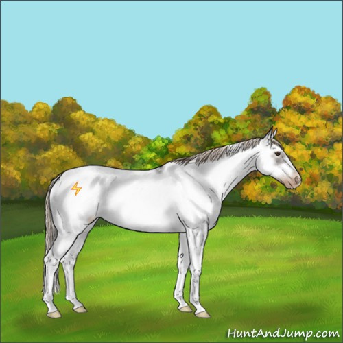Horse Color:Liver Chestnut Sabino Splash Frame Appaloosa 
