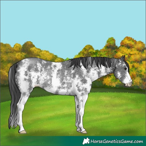 Horse Color:Black Sabino Rabicano