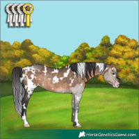 Horse Color:White Spotted Brown Dun Sabino Rabicano