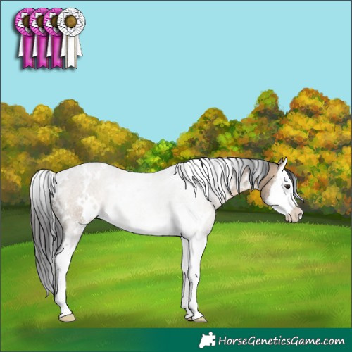 Horse Color:White Spotted Brown Dun Sabino Splash Rabicano
