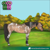 Horse Color:White Spotted Brown Dun Rabicano 