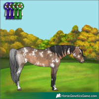 Horse Color:White Spotted Brown Dun Sabino Rabicano