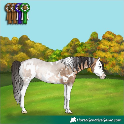 Horse Color:White Spotted Brown Dun Sabino Splash Rabicano 