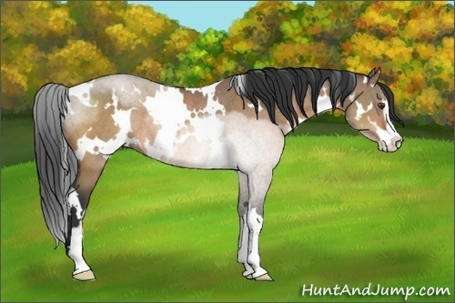 Horse Color:White Spotted Brown Dun Sabino Rabicano 