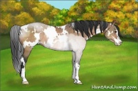 Horse Color:White Spotted Brown Dun Sabino Rabicano