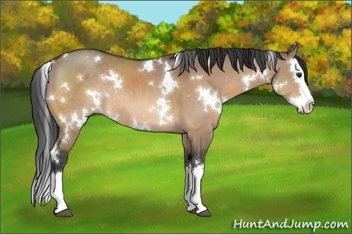 Horse Color:White Spotted Bay Dun Sabino Splash Rabicano 