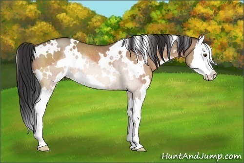 Horse Color:White Spotted Brown Dun Sabino Splash Rabicano