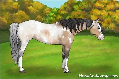 Horse Color:White Spotted Brown Dun Sabino Splash Rabicano 
